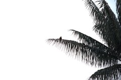 Pharomachrus antisianus