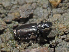 Microlestes minutulus