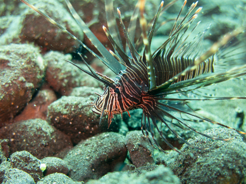 Lionfish (Red)