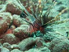 Lionfish (Red)
