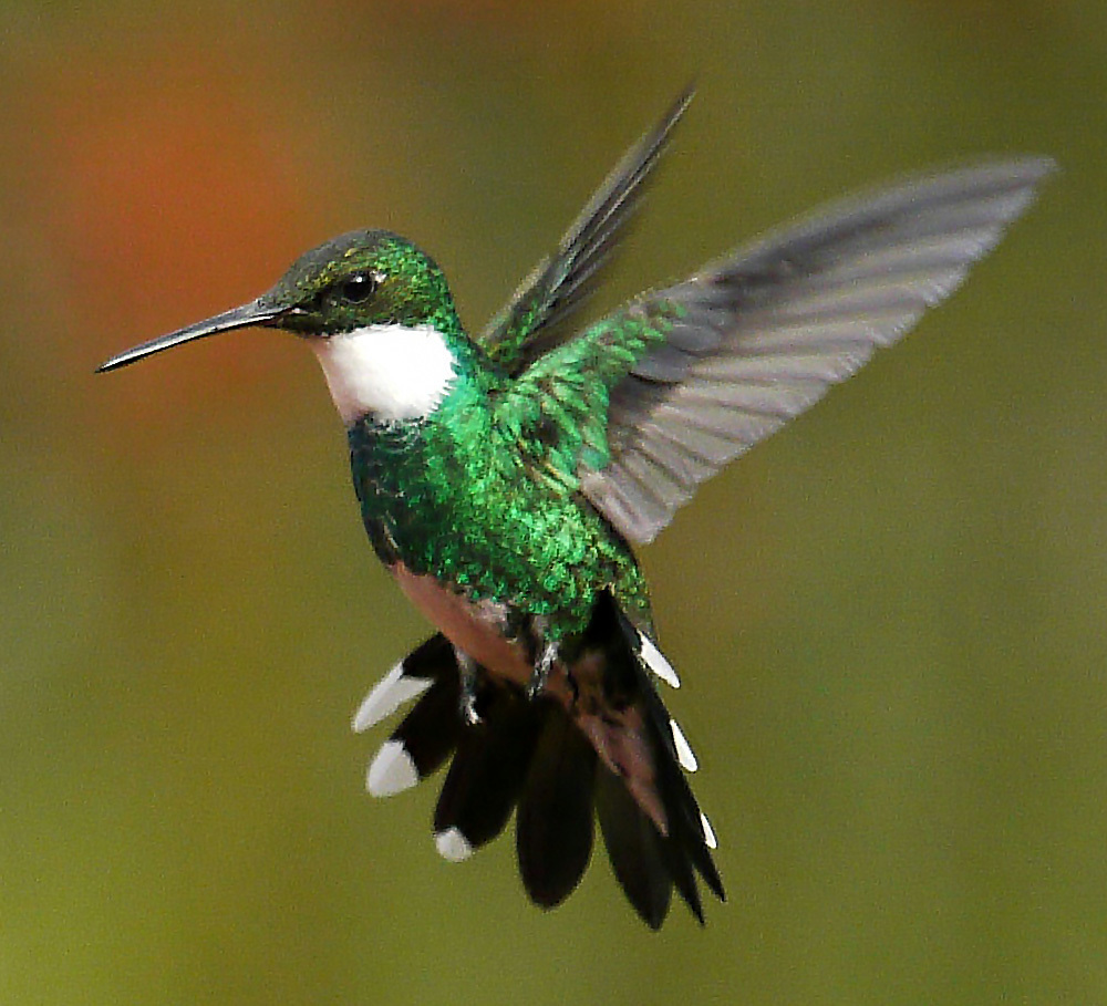 White-throated Hummingbird (Leucochloris albicollis) photo