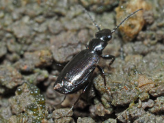 Microlestes minutulus