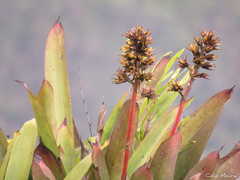 Aechmea aquilega