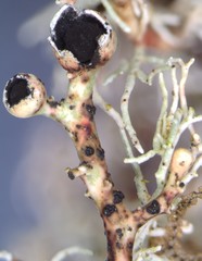 Opegrapha sphaerophoricola