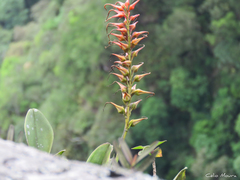 Pitcairnia limae