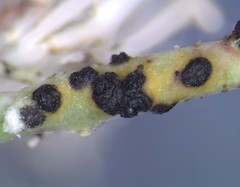 Opegrapha sphaerophoricola