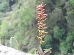 Pitcairnia limae
