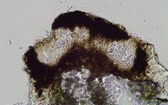 Opegrapha sphaerophoricola