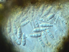 Opegrapha sphaerophoricola