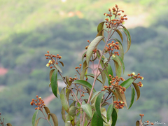 Vismia guianensis