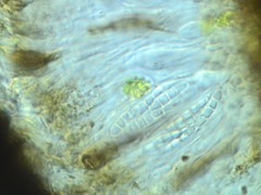 Opegrapha sphaerophoricola