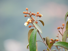 Vismia guianensis