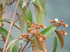 Vismia guianensis