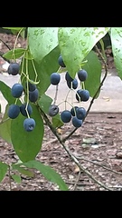 Chionanthus