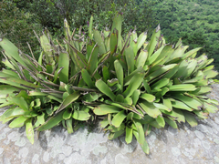 Wittmackia maranguapensis