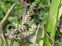 Wittmackia maranguapensis