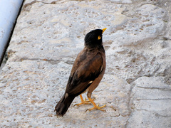 Acridotheres tristis