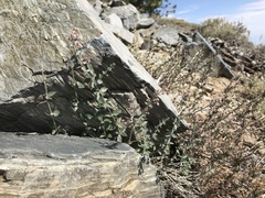 Galium hilendiae carneum