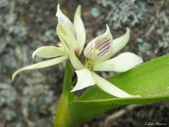 Prosthechea aemula