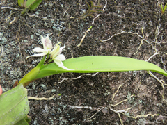 Prosthechea aemula