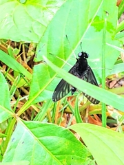 Tabanomorpha