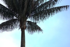 Pharomachrus antisianus