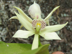 Prosthechea aemula