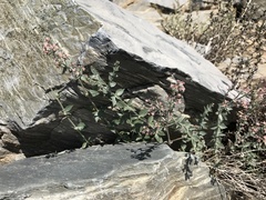 Galium hilendiae carneum