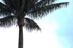 Pharomachrus antisianus