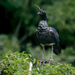 Horned Screamer - Photo (c) Lilian Tomazelli, some rights reserved (CC BY-NC), uploaded by Lilian Tomazelli