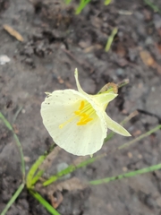 Narcissus bulbocodium