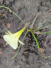 Narcissus bulbocodium