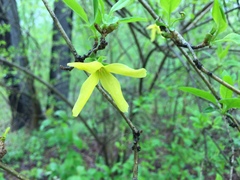 Forsythia suspensa