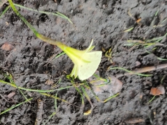 Narcissus bulbocodium