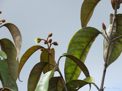 Vismia guianensis