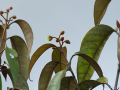 Vismia guianensis