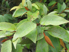 Vismia guianensis