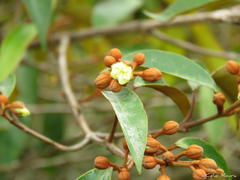 Vismia guianensis