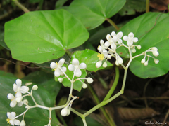Begonia convolvulacea