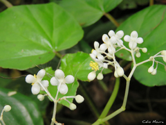 Begonia convolvulacea