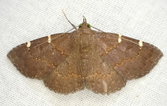 Antiblemma concinnula