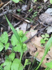 Carex blanda