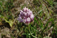 Allium erubescens