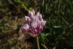 Allium erubescens
