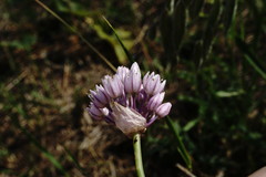 Allium erubescens