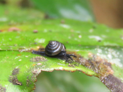 Euconulus