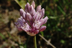 Allium erubescens