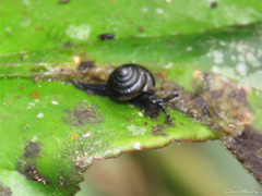 Euconulus