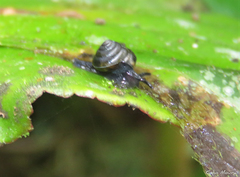 Euconulus