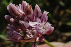 Allium erubescens